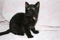 Черный котовёнок-девочка Аиша