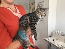 Травмированный котей Никос. Нужна помощь в оплате операции и лечения.